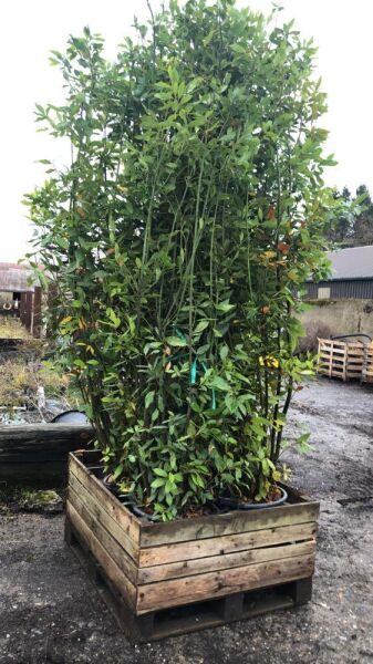 4 x Bay Laurel (2-2.5M Tall)