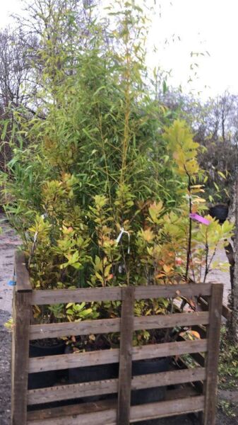 6 x Bamboo 175/200cm & 3 Arbutus Multistems (Strawberry Tree)