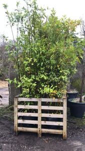 4 x Bay Laurel 2/2.5M Tall