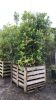 5 x Bay Laurel 2/2.5M Tall