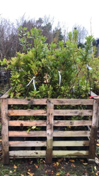 9 x Arbutus Unendo Multistems - 30ltr Pots - 100/125cm Tall