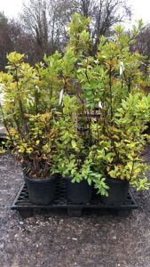 9 x Arbutus Unendo Strawberry Tree Multistems - 30ltr Pots - 100/125cm Tall