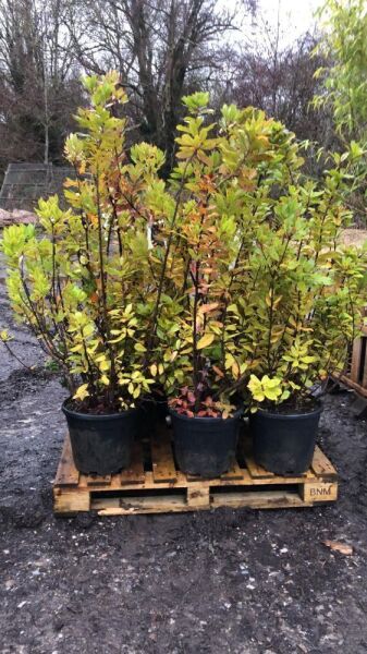 9 x Arbutus Unendo Strawberry Tree Multistems - 30ltr Pots - 100/125cm Tall