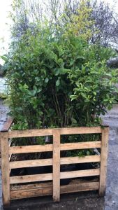 6 x Bamboo 175cm & 6 x Evergreen Shrubs